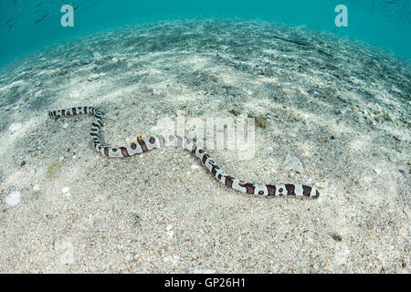 Gebänderter Schlangenaal, Myrichthys Colubrinus, Komodo National Park, Indonesien Stockfoto