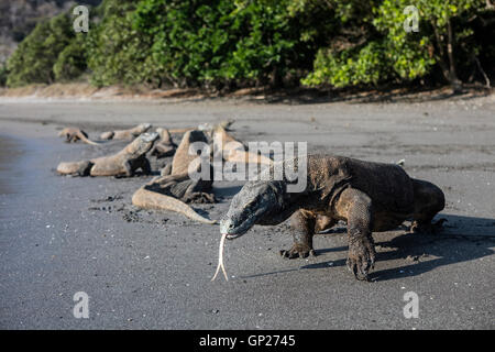 Komodo-Warane auf Strand, Varanus Komodoensis, Komodo National Park, Indonesien Stockfoto