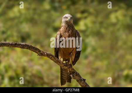 Schwarzmilan Milvus migrans Stockfoto