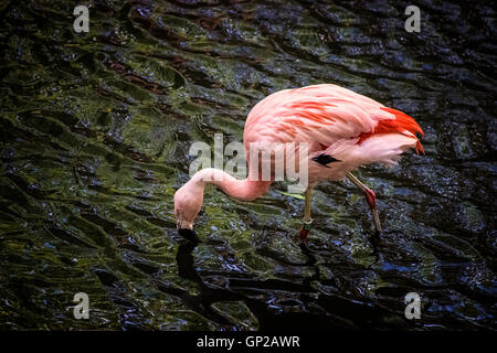 Flamingo Stockfoto