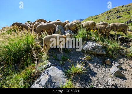 Herde von Schafen (Ovis Aries) Weiden in den französischen Alpen, in der Nähe von Clavans-de-Haut, Isere, Oisans, Frankreich, Europa Stockfoto