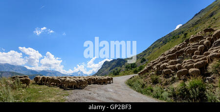 Herde von Schafen (Ovis Aries) auf die Mitte der Straße in den französischen Alpen, in der Nähe von Clavans-de-Haut, Isere, Oisans, Frankreich Stockfoto