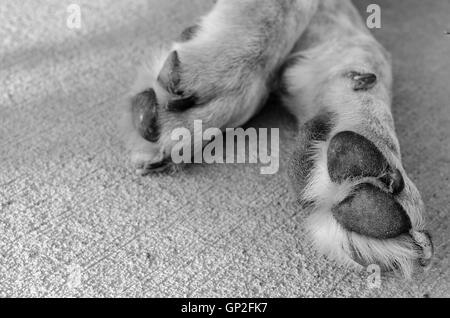 Hund die Pfoten entspannt auf dem Beton. Stockfoto