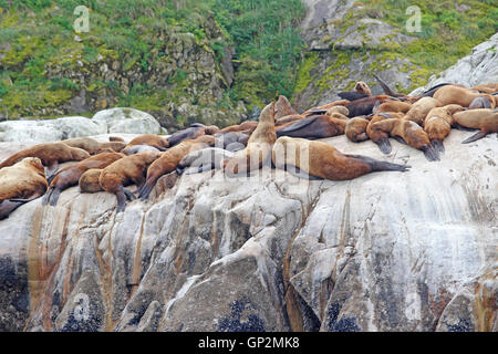 Steller Seelöwen Aalen von Dawes Gletscher Nebel Wolken Endicott Arm Inside Passage Southeast Alaska USA Stockfoto