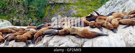 Steller Seelöwen Aalen von Dawes Gletscher Nebel Wolken Endicott Arm Inside Passage Southeast Alaska USA Stockfoto