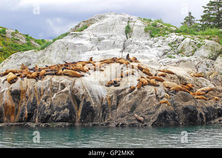 Steller Seelöwen Aalen von Dawes Gletscher Nebel Wolken Endicott Arm Inside Passage Southeast Alaska USA Stockfoto