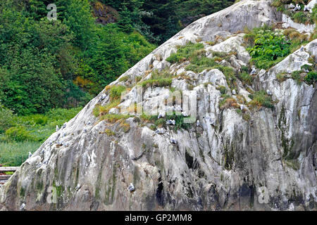 Kitiwake Vögel nisten Bereich Misty Fjords National Monument Inside Passage Southeast Alaska USA Stockfoto