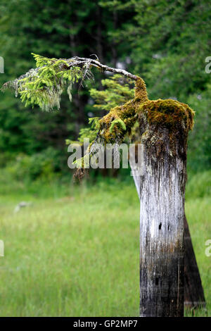 Sitka Fichtendecke Sämling wächst auf faulen Marine häufen Wrangell Island Inside Passage Southeast Alaska USA Stockfoto