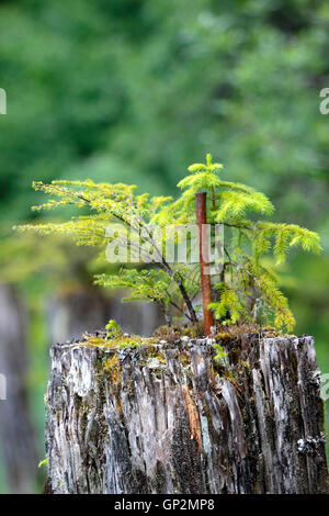 Sitka Fichtendecke Sämling wächst auf faulen Marine häufen Wrangell Island Inside Passage Southeast Alaska USA Stockfoto