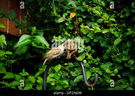 Ein Baby-Spatz, die von den Eltern gefüttert thront auf einem schmiedeeisernen Reifen in einem englischen Garten Stockfoto