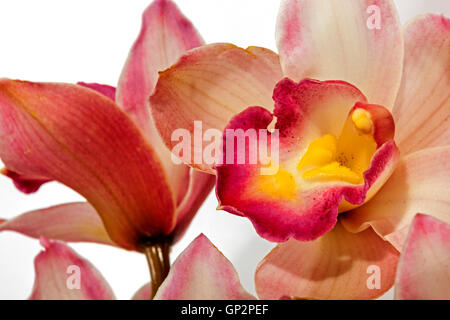 Studioaufnahme Nahaufnahme von Cymbidium Orchidee Blüten in Schattierungen von rosa und gelb Stockfoto