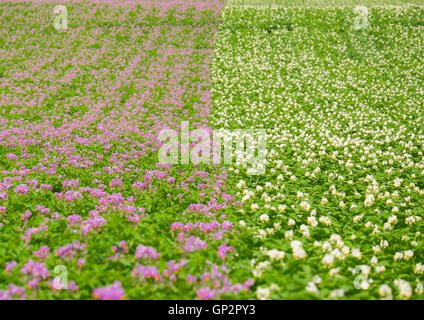 Kartoffeln, die Blüte in einem Feld bei Shifnal, Shropshire, England, UK Stockfoto