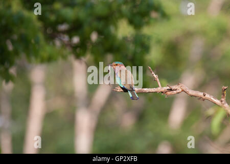 Der indische Roller Staatsvogel von Karnataka thront auf hölzernen Barsch in all seiner Pracht in Nagarhole Nationalpark mit Schlange zu töten Stockfoto