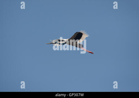 Schwarzhals Storch im Flug in Bharatpur Keoladeo Bird Sanctuary Stockfoto