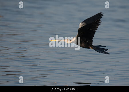 Darter Schlange Vogel im Flug in Bharatpur Stockfoto