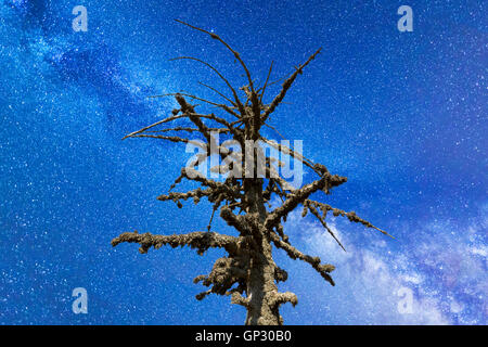 Ein Blick auf die Sterne der Milchstraße. Tot bemooste Baum im Vordergrund. Nacht Himmel Sommer Naturlandschaft. Hoch in den Bergen Stockfoto