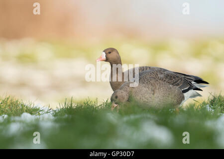 Weiß – Anser Gans / Blaessgaense (Anser Albifrons), arktische Gänse, Erwachsene mit jungen, grasen auf einer Wiese im Winter, Tierwelt. Stockfoto