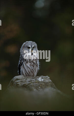 Großen grau-Eule / Bartkauz (Strix Nebulosa), thront auf einem Felsen vor der Kante eines herbstlichen borealen Waldes. Stockfoto