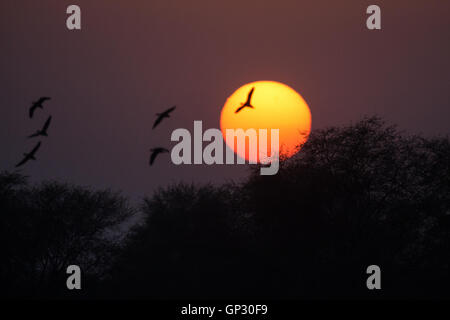 Silhouette von Enten und andere Vögel während des Sonnenuntergangs in Bharatpur Keoladeo Bird Sanctuary UNESCO World Heritage Site Stockfoto