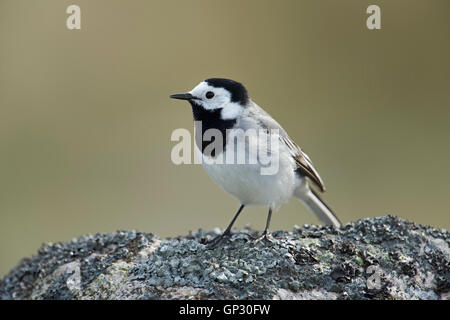 Pied Bachstelze / Bachstelze (Motacilla Alba) thront auf einem Felsen, sorgfältig umzusehen, zeigt typisches Verhalten. Stockfoto