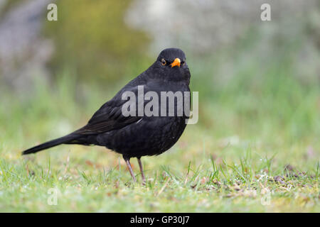 Amsel / Amsel (Turdus Merula), schwarz, Männlich, typische Gartenvogel, stehend auf dem Boden, grüner Rasen, direkten Blick. Stockfoto