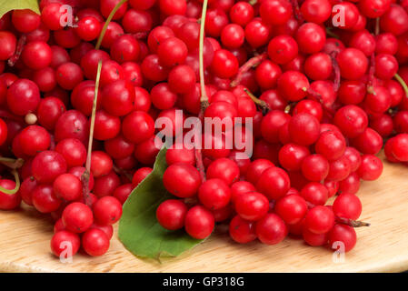 Schisandra Chinesisch oder fünf Aroma Beere Stockfoto