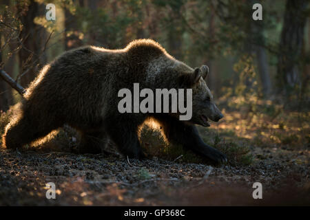 Europäischer Braunbär / Europaeischer Braunbaer (Ursus Arctos) ein Spaziergang durch die Wälder, schöne Hintergrundbeleuchtung Felge. Stockfoto