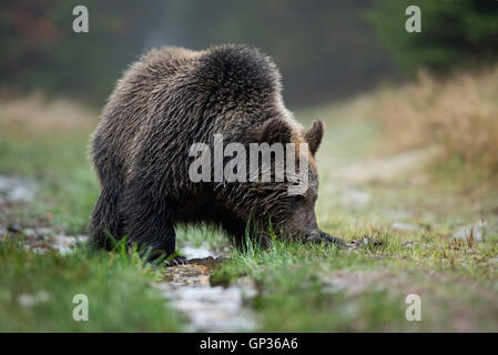 Europäischer Braunbär / Europaeischer Braunbaer (Ursus Arctos), Jungtier, bei etwas schnüffeln, guten Geruchssinn. Stockfoto