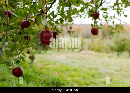 Reife rote Äpfel hängen am Baum im Obstgarten im Hudson Valley Stockfoto