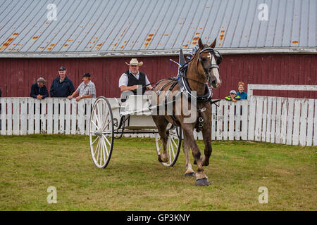 Prince Edward Island, Kanada, Aug 27,2016. Konkurrenten auf der Prince Edward Island Pflügen Match & Agricultural Fair zeigen Stockfoto