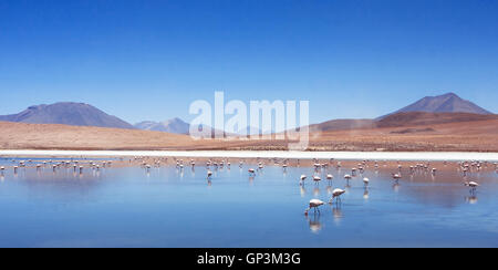 Rosa Flamingos in Bolivien, Natur und Tierwelt, schöne Landschaft mit Bergsee und Vögel Stockfoto