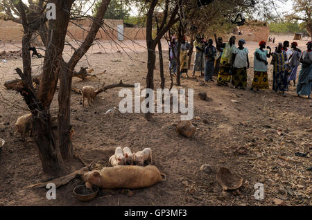 BURKINA FASO Kaya, Diözese Bank gibt micro Darlehen für die Erzeugung von Einkommen, Frauen Gruppe Schweine halten, die für die Zucht im Dorf PISSILA Stockfoto