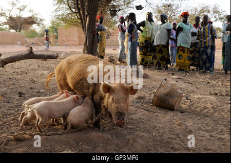 BURKINA FASO Kaya, Diözese Bank gibt micro Darlehen für die Erzeugung von Einkommen, Frauen Gruppe Schweine halten, die für die Zucht im Dorf PISSILA Stockfoto