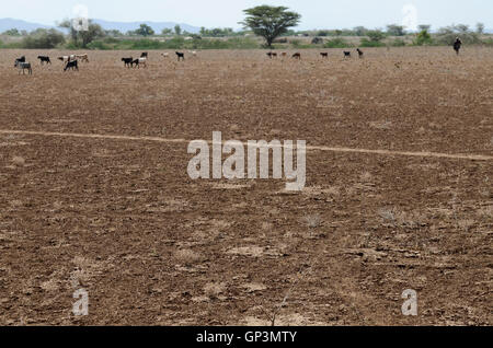 KENIA Turkana Region, Kakuma , Turkana die Region ist ein nilotischer Stamm und leidet unter ständigen Dürreproblemen, mangelndem Regen und übergrasenden Weiden Stockfoto