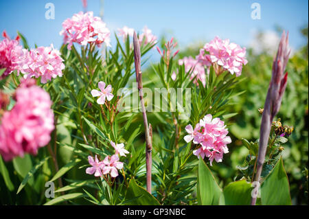 Oleander Busch mit rosa Blüten gegen den blauen Himmel Stockfoto