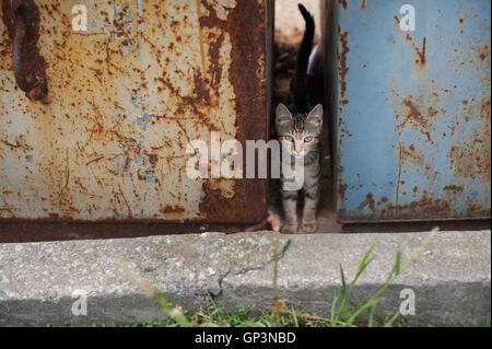 Problemlittle Tabby Katze mit grünen Augen in Papierkorb Stockfoto