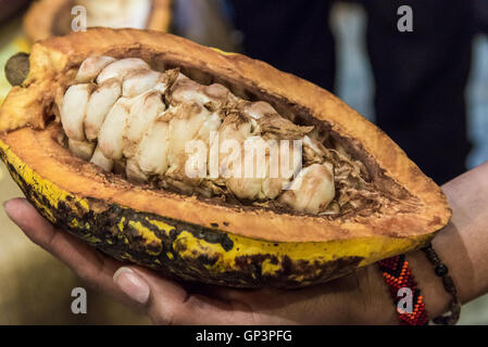 Eine weibliche Hand eine geöffnete Kakaofrucht (Theobroma Cacao) mit Bohnen. Beenden Sie, Ecuador. Stockfoto