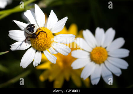 Eine Spinne mit dem Aussehen einer Maske sitzt auf einem dornigen Pflanze in Grazalema, die Sierra de Cadiz, Andalusien, Spanien Stockfoto