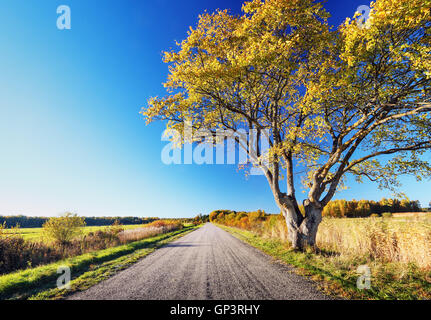 Ulme auf der Straße Stockfoto