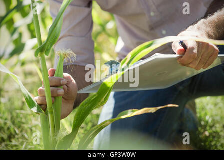 Mann Prüfung Mais im Feld Stockfoto