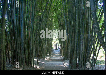 Bambus Allee Spaziergang am Kristall Schloss und Gärten von Shambhala, Mullumbimby, new South Wales, Australien Stockfoto