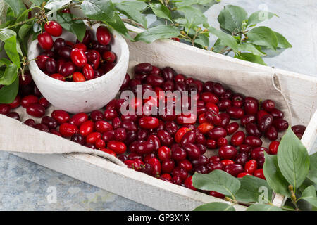 Kornelkirsche, Kornelkirschen, Ernte, Gesammelt, Kornel-ueberzeugt, Kornellkirsche, Kornellkirschen, Kornel, Kornell, Frucht, Früch Stockfoto