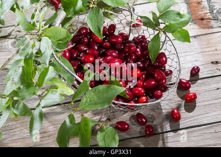 Kornelkirsche, Kornelkirschen, Ernte, Gesammelt, Kornel-ueberzeugt, Kornellkirsche, Kornellkirschen, Kornel, Kornell, Frucht, Früch Stockfoto