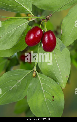 Kornelkirsche, Kornelkirschen, Kornel-ueberzeugt, Kornellkirsche, Kornellkirschen, Kornel, Kornell, Frucht, Früchte, Cornus Mas, Co Stockfoto