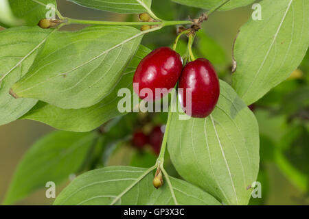 Kornelkirsche, Kornelkirschen, Kornel-ueberzeugt, Kornellkirsche, Kornellkirschen, Kornel, Kornell, Frucht, Früchte, Cornus Mas, Co Stockfoto