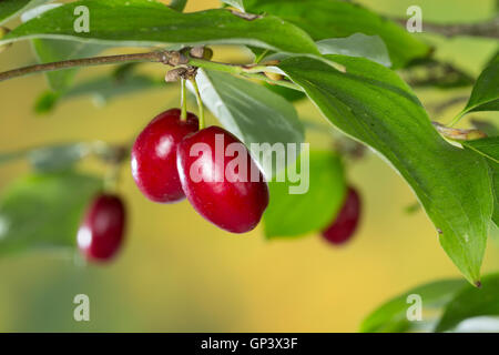 Kornelkirsche, Kornelkirschen, Kornel-ueberzeugt, Kornellkirsche, Kornellkirschen, Kornel, Kornell, Frucht, Früchte, Cornus Mas, Co Stockfoto