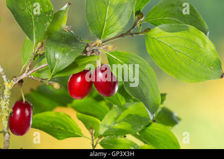 Kornelkirsche, Kornelkirschen, Kornel-ueberzeugt, Kornellkirsche, Kornellkirschen, Kornel, Kornell, Frucht, Früchte, Cornus Mas, Co Stockfoto