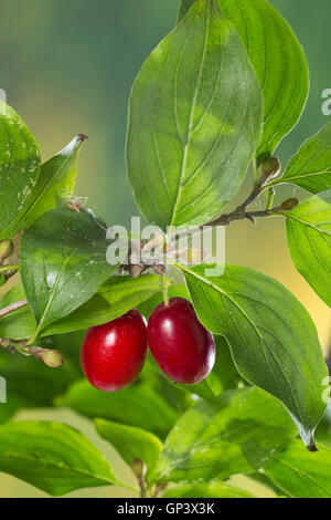 Kornelkirsche, Kornelkirschen, Kornel-ueberzeugt, Kornellkirsche, Kornellkirschen, Kornel, Kornell, Frucht, Früchte, Cornus Mas, Co Stockfoto