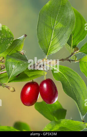 Kornelkirsche, Kornelkirschen, Kornel-ueberzeugt, Kornellkirsche, Kornellkirschen, Kornel, Kornell, Frucht, Früchte, Cornus Mas, Co Stockfoto