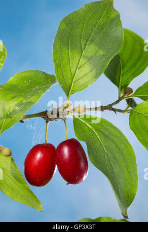 Kornelkirsche, Kornelkirschen, Kornel-ueberzeugt, Kornellkirsche, Kornellkirschen, Kornel, Kornell, Frucht, Früchte, Cornus Mas, Co Stockfoto